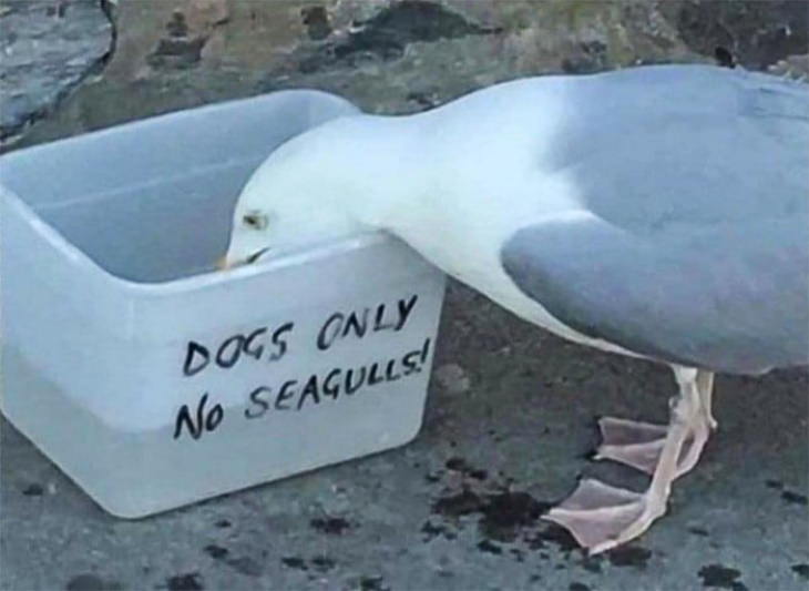 Ironic Pictures seagull