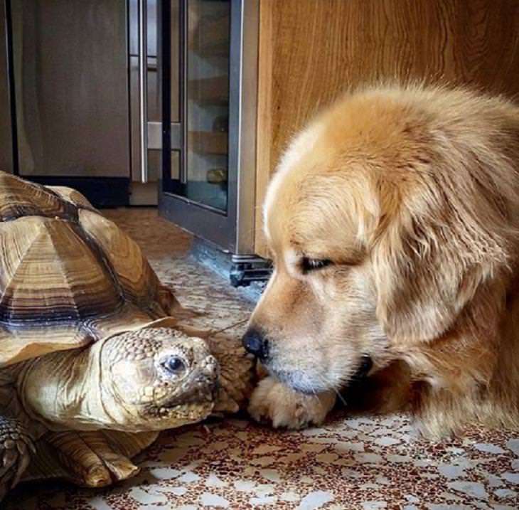 Unusual Animal Friendships, dog and tortoise