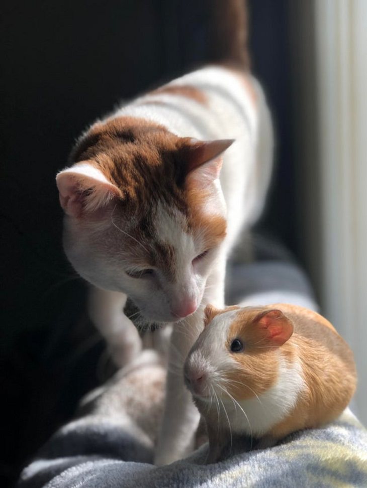 Unusual Animal Friendships, cat and a hamster