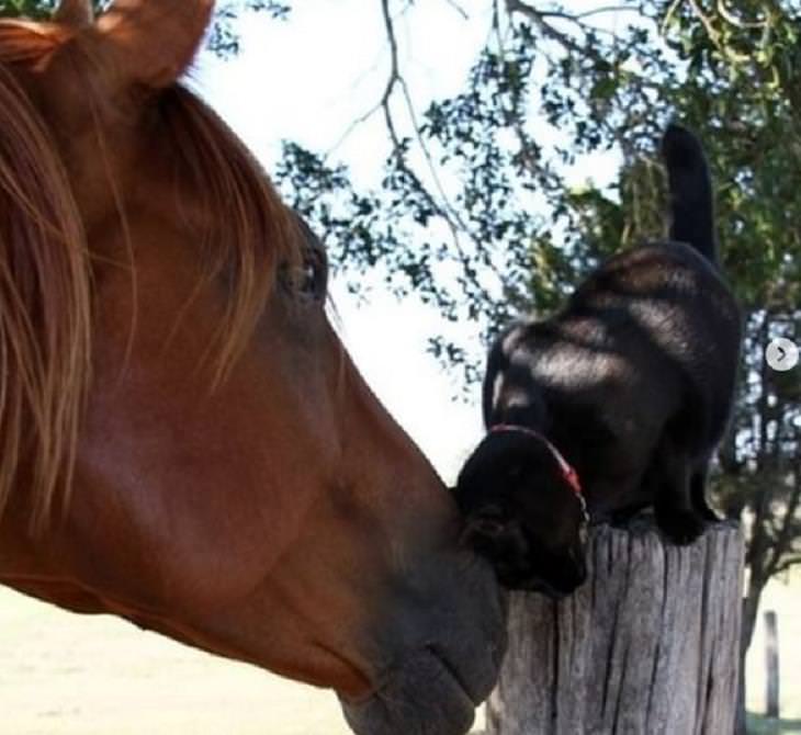 Unusual Animal Friendships, horse and cat