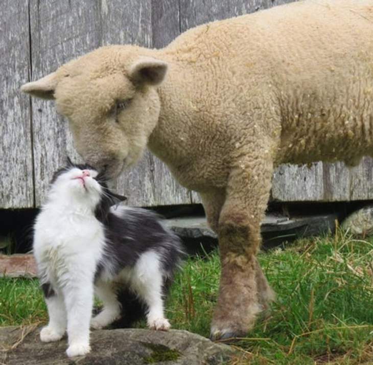 Unusual Animal Friendships, sheep and cat