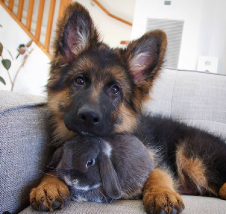 Unusual Animal Friendships, dog and bunny