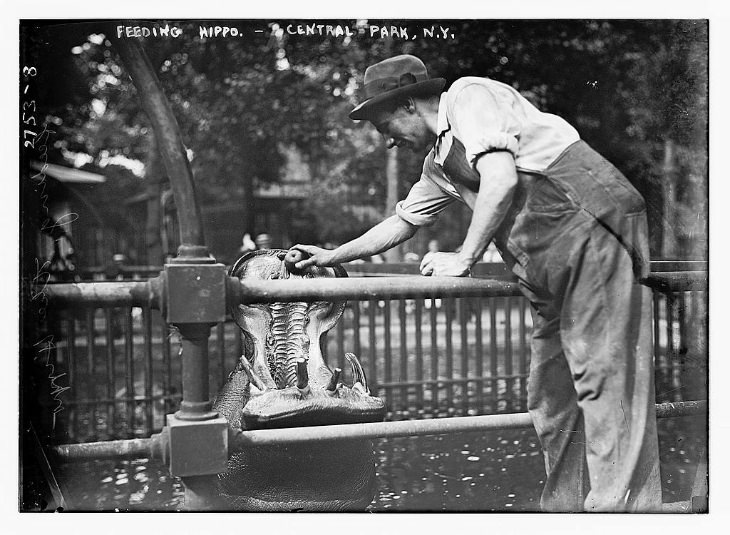 central park, Feeding a hippo, c.1910