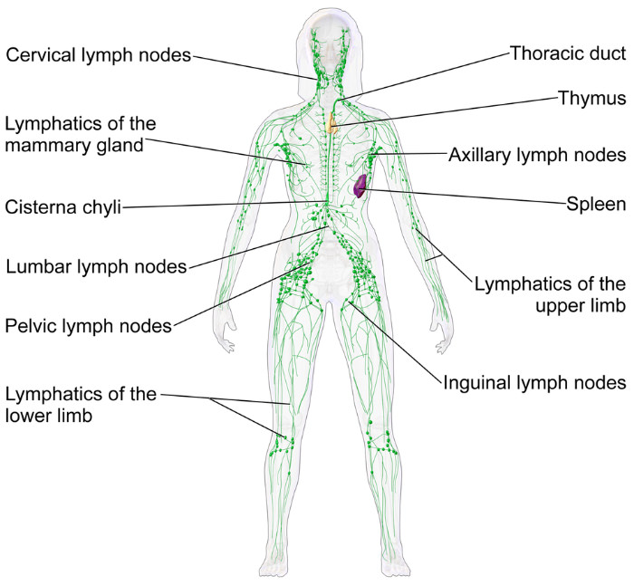 the lymphatic system illustration 