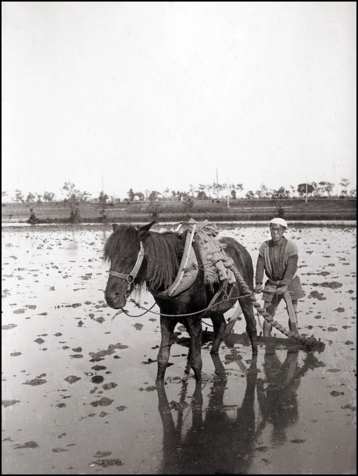 Yokohama 1908 man with horse in rice field 