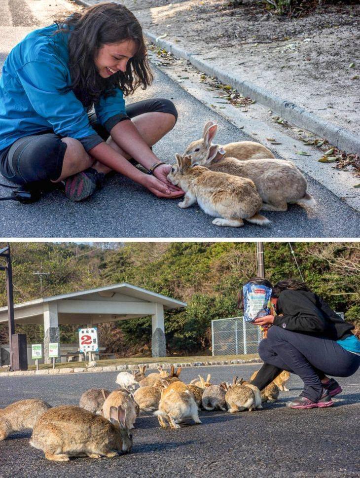 Japan is Unique, Rabbit island