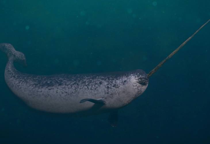 Facts About Beluga Whales, narwhals