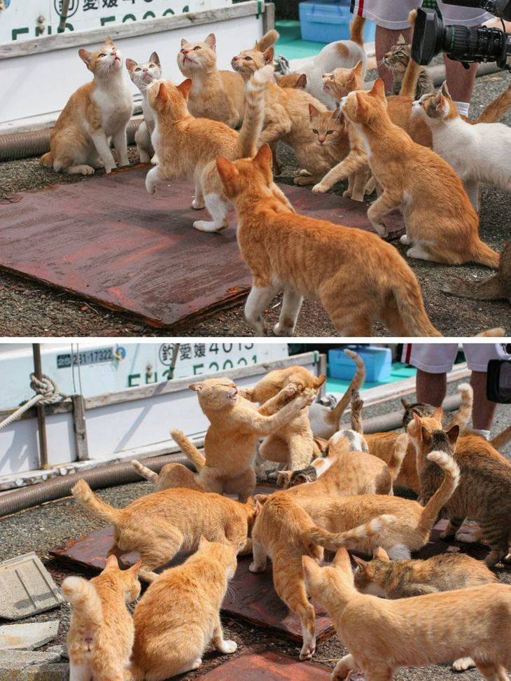 Japan is Unique, Cat Island