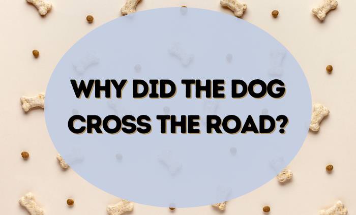 Dog riddle