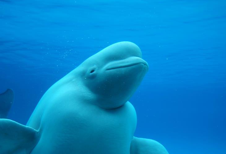 Facts About Beluga Whales, necks 