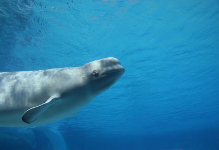 Facts About Beluga Whales, Canary of the Sea”