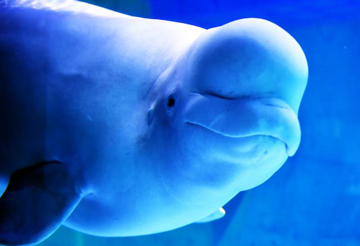 cute beluga whales