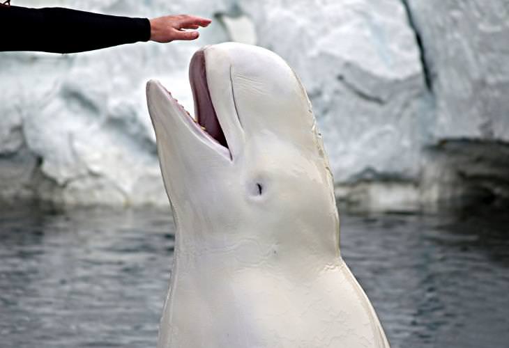 Facts About Beluga Whales, melons
