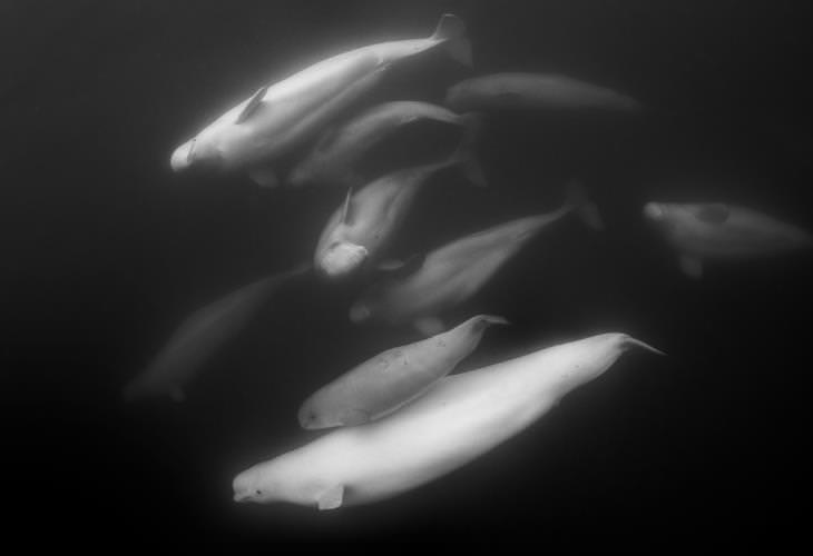 Facts About Beluga Whales, pods