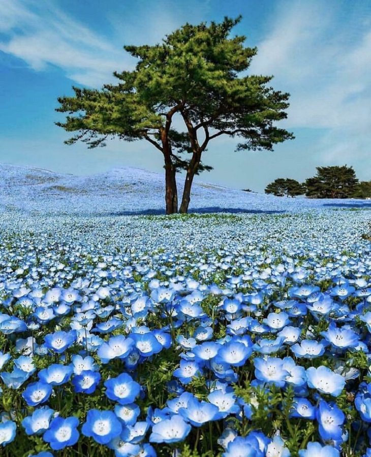 Most Beautiful Places on Earth, Tree in a blue flower field 
