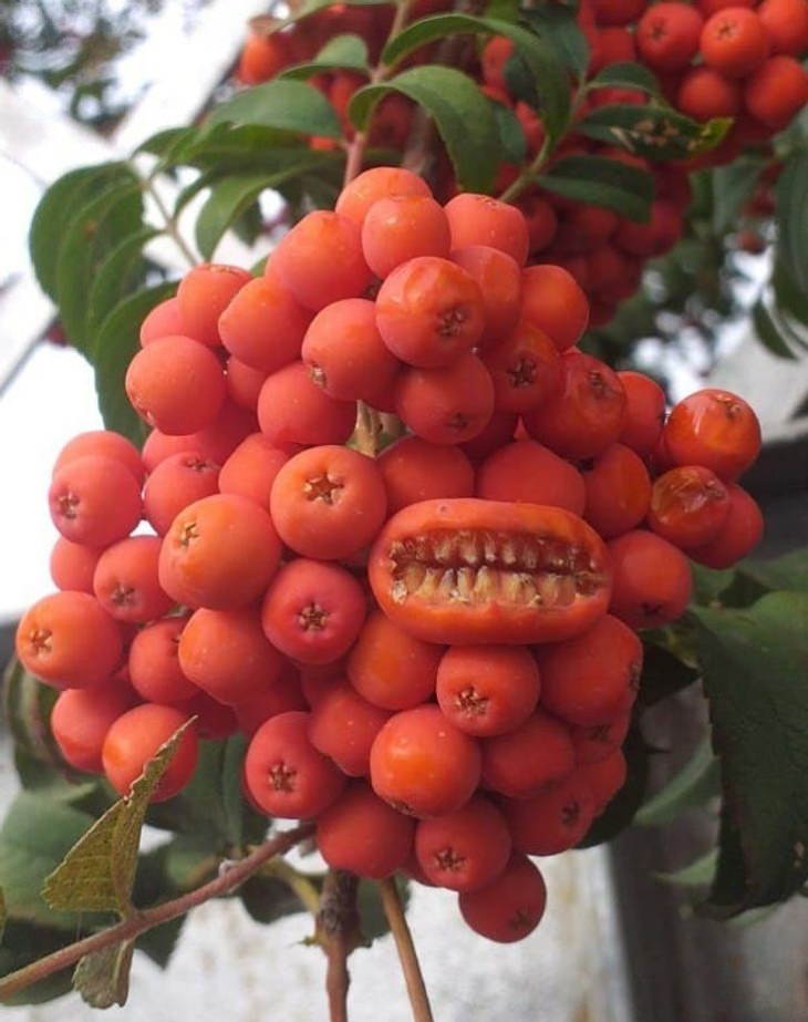 Confusing Pictures berries