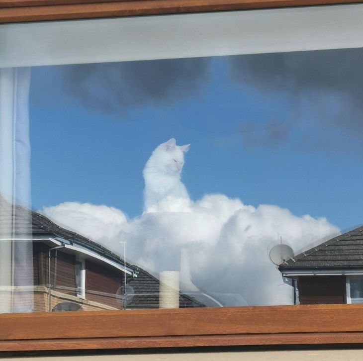 Confusing Pictures cat in the clouds