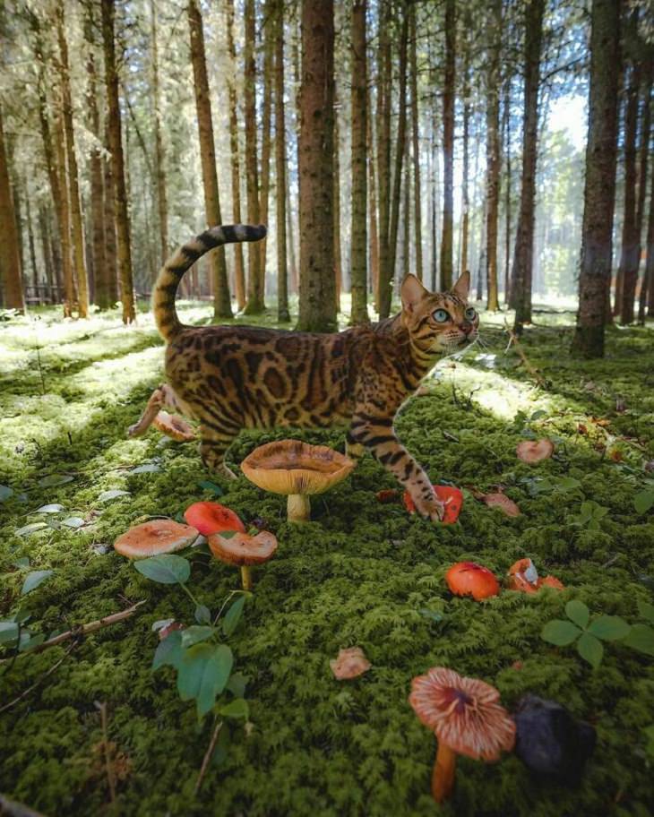 Most Beautiful Places on Earth, forest, cat