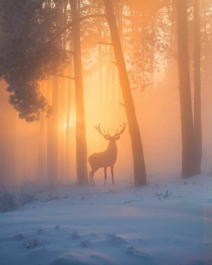 Most Beautiful Places on Earth, Deer 