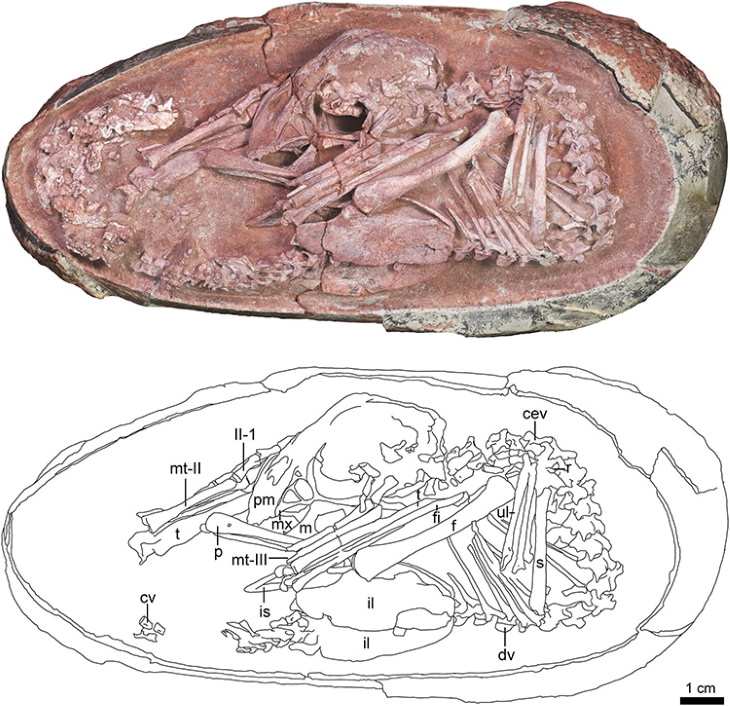 Dinosaur Egg mapping and photo of the fossil