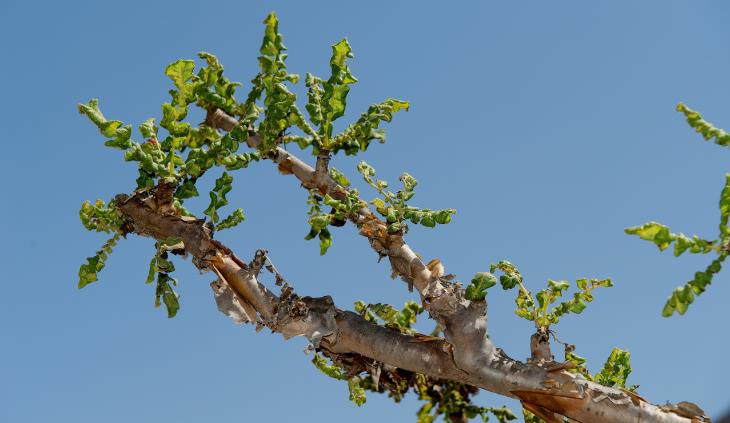 Frankincense oil - Olibanum tree branch 