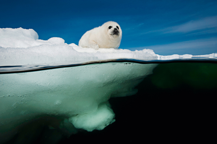 David Doubilet Photography - Harp Seal Pup, Gulf of St Lawrence, Canada, 2011. 