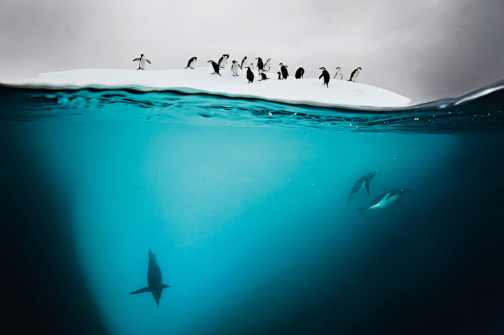 David Doubilet Photography - Chinstrap and Gentoo Penguins, Danco Island, Antarctica, 2011.