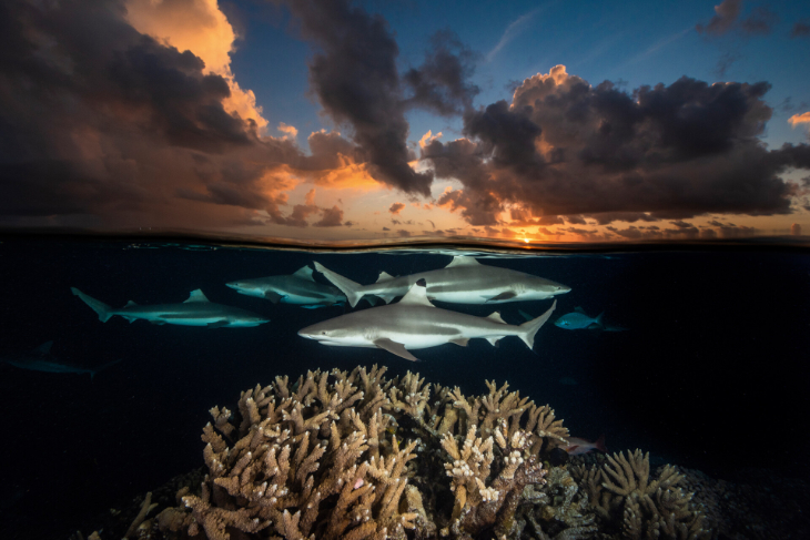 David Doubilet Photography - Blacktip Reef Sharks, South Pass, Fakarava Atoll, French Polynesia, 2018. 