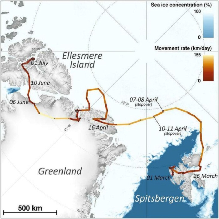Interesting Maps,  Arctic fox