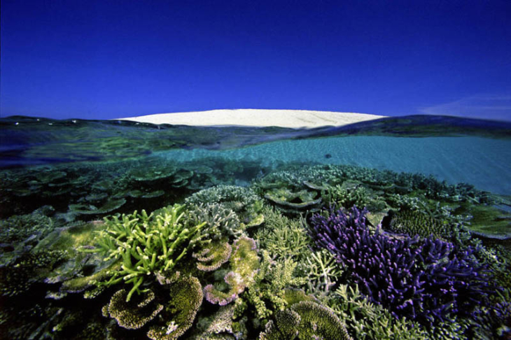 David Doubilet Photography - reef with iceberg