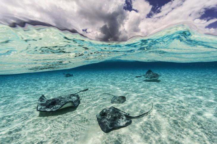 David Doubilet Photography - sting rays