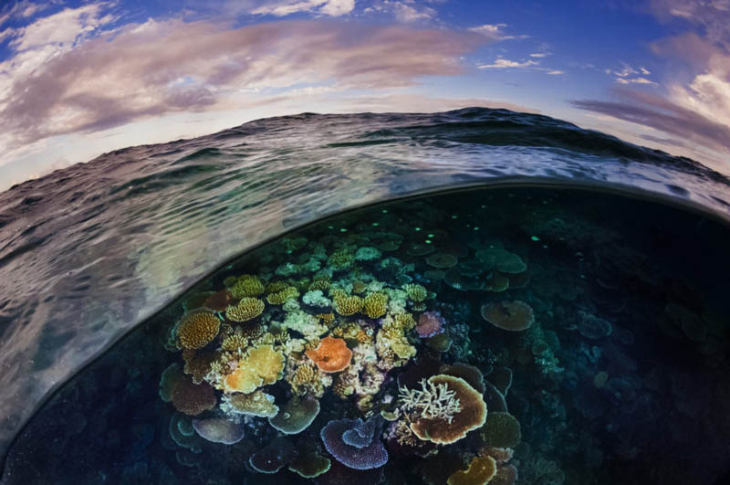 David Doubilet Photography - reef