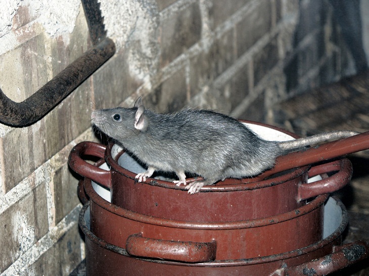 Attic Inspection, rodents