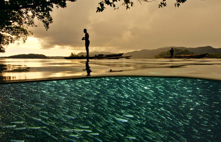 David Doubilet Photography - school of fish and surfer