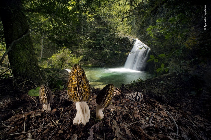 Wildlife Photographer of the Year 2022, fungi 