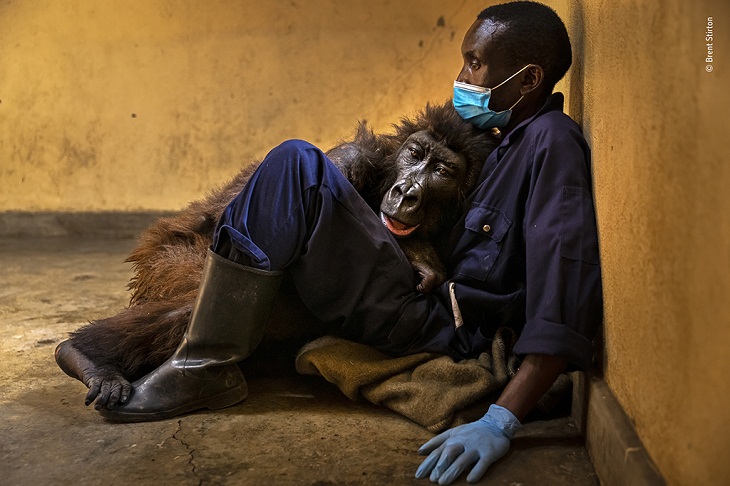 Wildlife Photographer of the Year 2022, gorilla