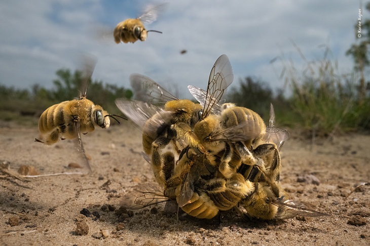 Wildlife Photographer of the Year 2022, bees