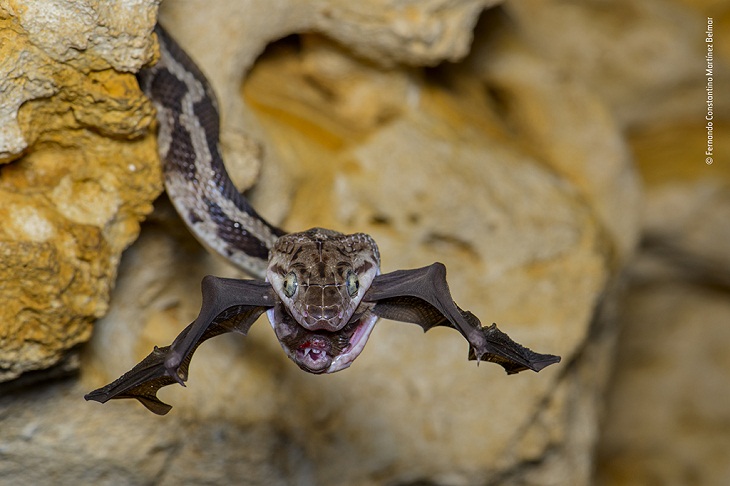 Wildlife Photographer of the Year 2022, snake and bat