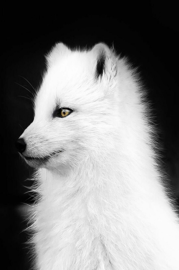 Nordic Nature, fox