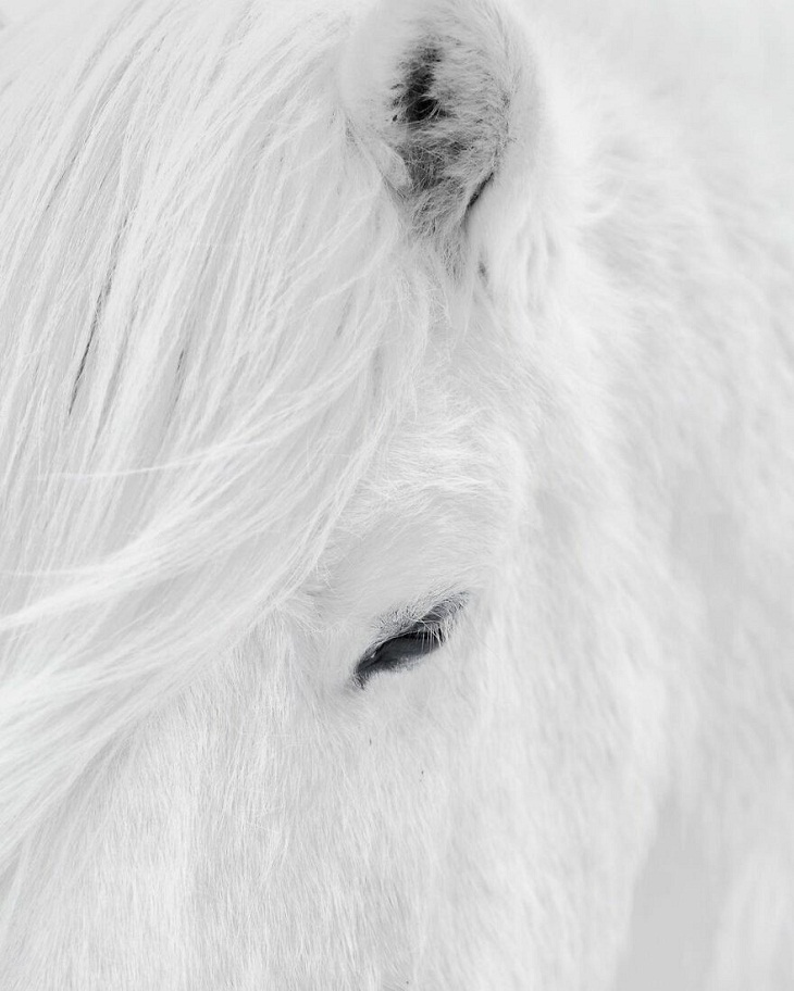 Nordic Nature, horse