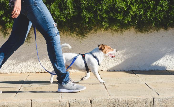 Dog Walking Tips, hot pavements