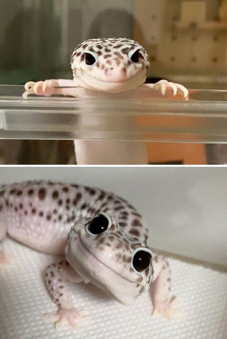 Cute Lizards, smiling 