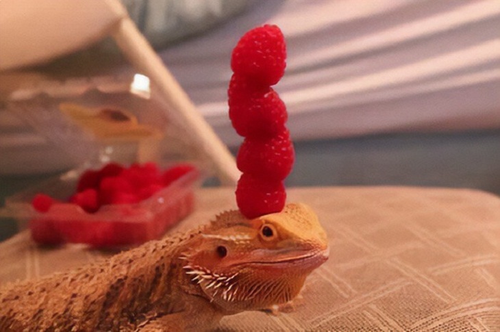 Cute Lizards, Strawberries 