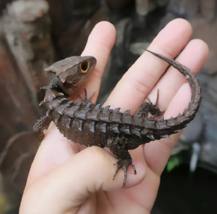 Cute Lizards, scales 