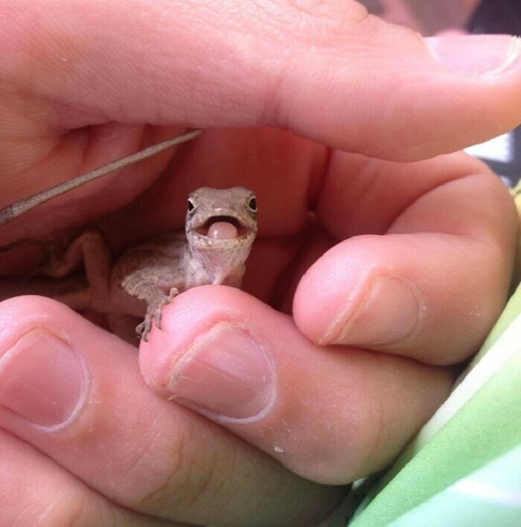 Cute Lizards, hungry