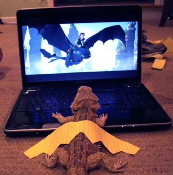 Cute Lizards, movie