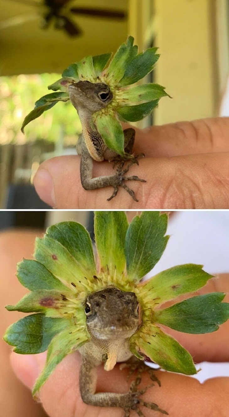 Cute Lizards, funny