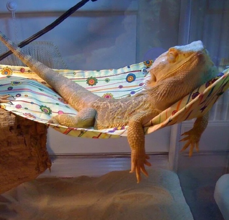 Cute Lizards, dozing