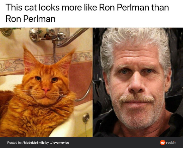 Celebrity Doppelgangers Ron Perlman