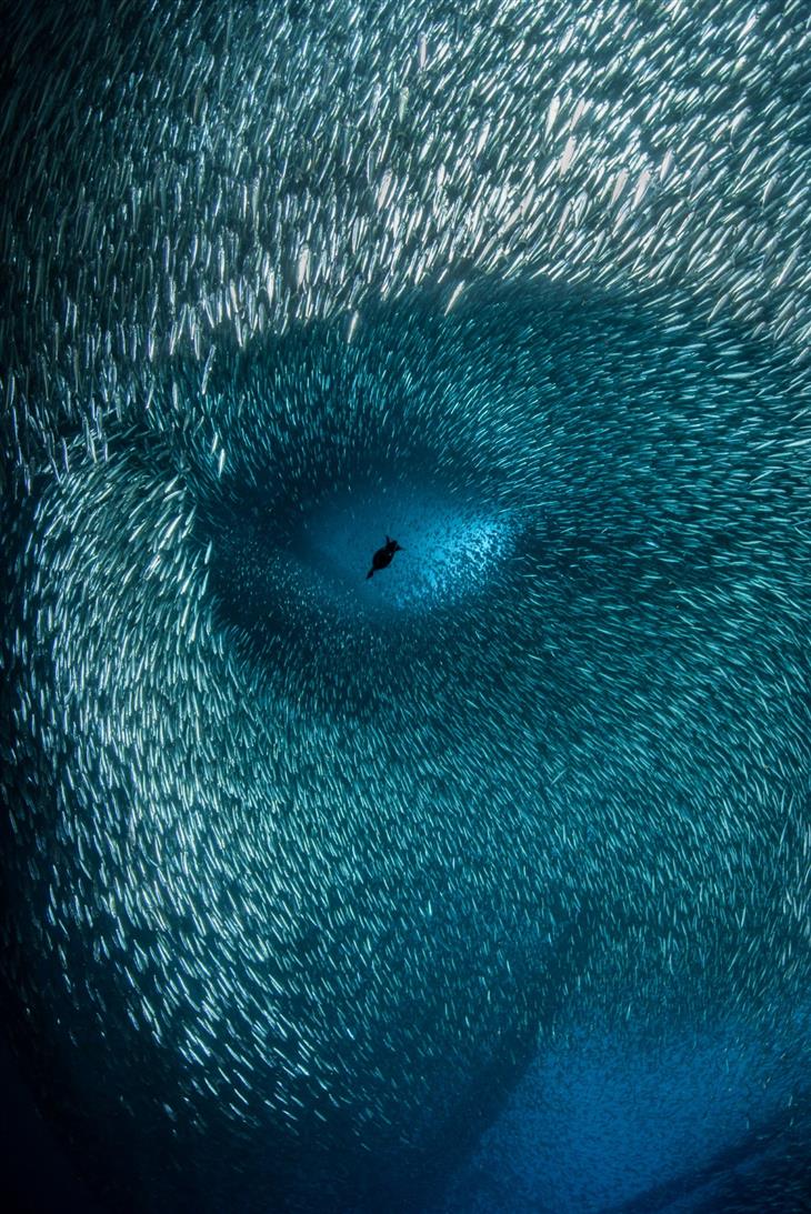 2022 Ocean Photographer of the Year Brook Peterson